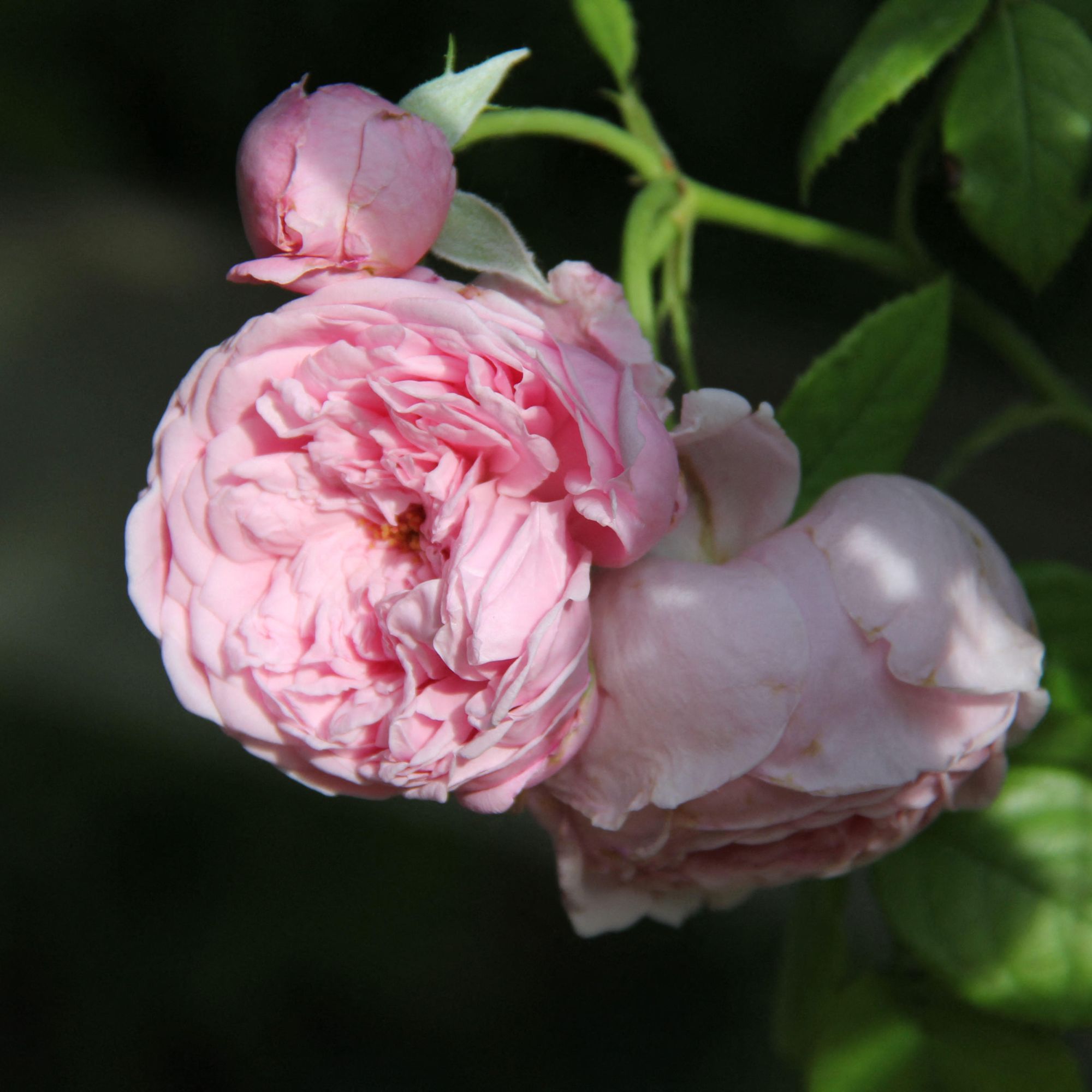 pink Spirit of Freedom rose