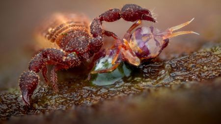 A macro photograph captures a tiny, reddish-brown pseudoscorpion using its enlarged, clawed pedipalps to hold and subdue a translucent, smaller arthropod prey item on a moist, textured surface.