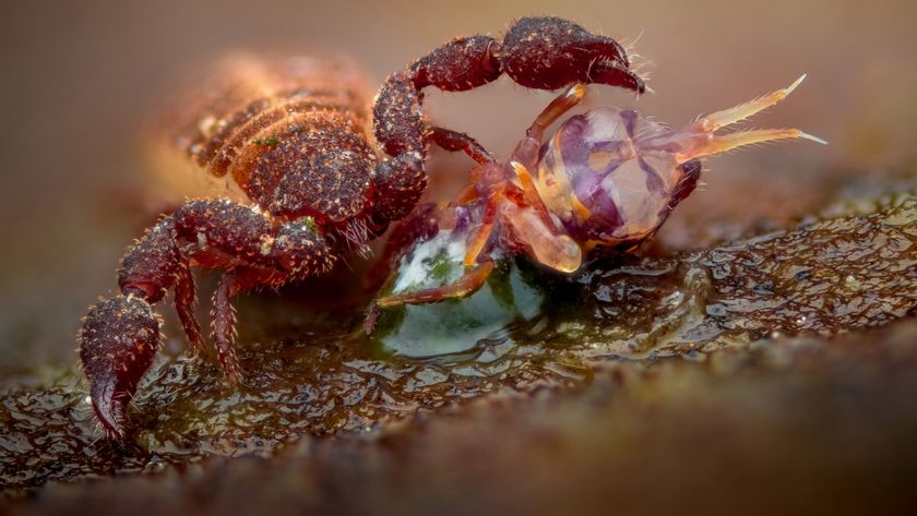 A macro photograph captures a tiny, reddish-brown pseudoscorpion using its enlarged, clawed pedipalps to hold and subdue a translucent, smaller arthropod prey item on a moist, textured surface.