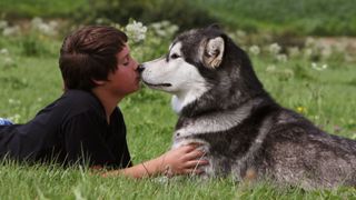 Boy with Alaskan malamute kiss