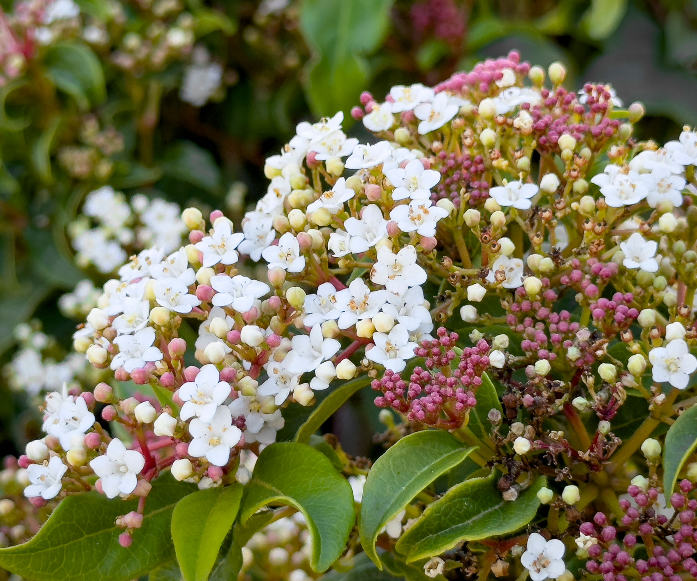 laurustine shrub in bloom showing white clusters of flowers and pink buds