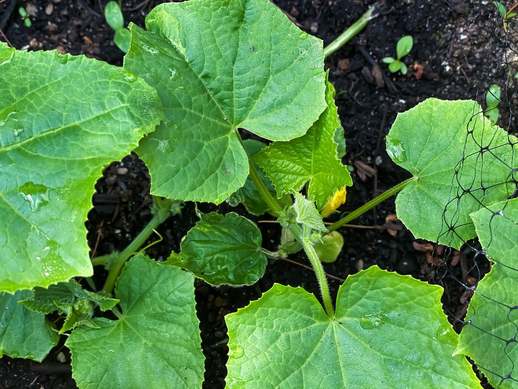 When to plant cucumber seeds for a bumper harvest