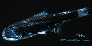 lanternfish's luminescent organs