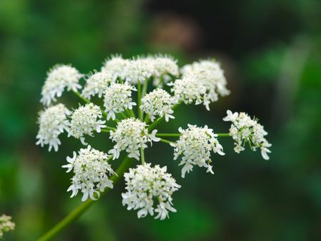 Angelica Plants