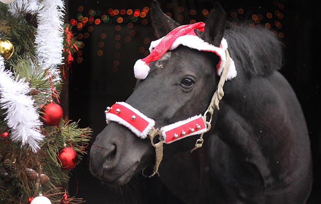 warmblood-portrait-at-christmas-ERH4B5_154731401_208940012.jpg
