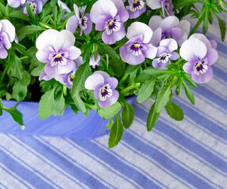 pansies in container