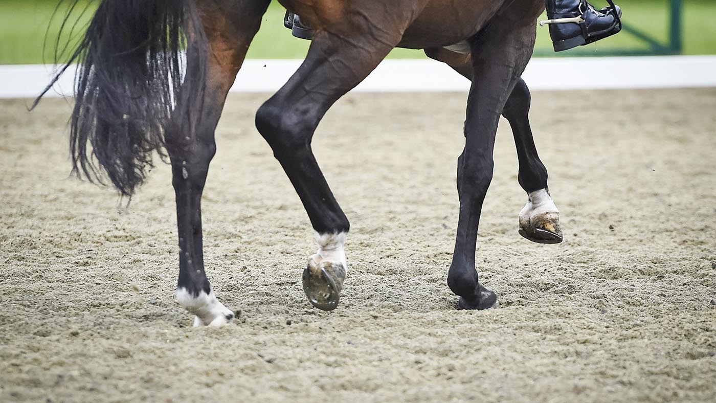 British Dressage AGM 2024 Wellfare Action Plan Announced
