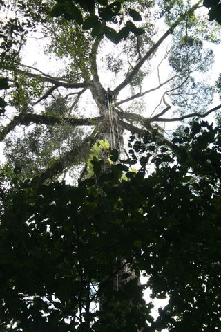tallest tree, yellow meranti, minecraft