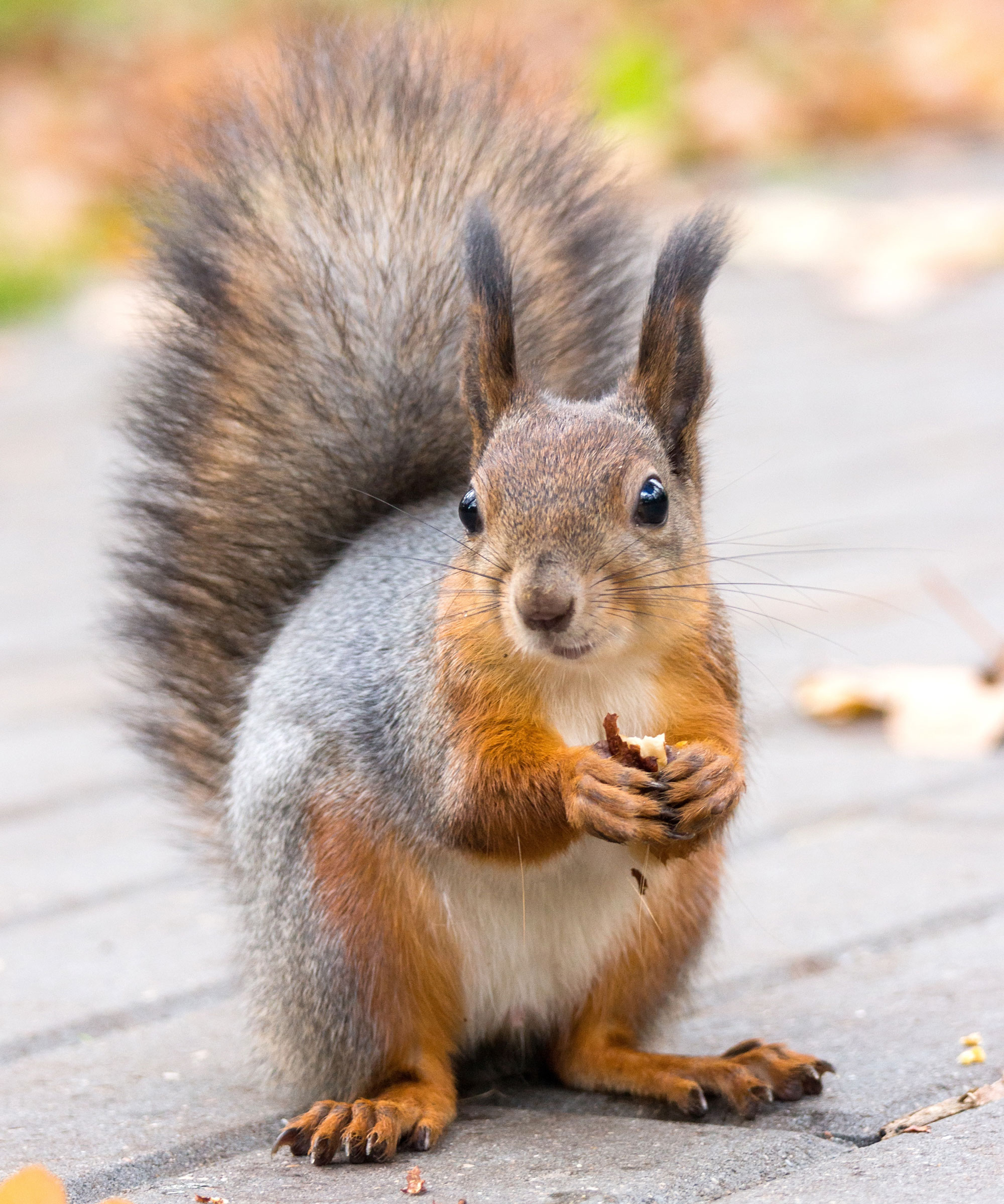 squirrel on wooden deck eating a nut from bird feeder