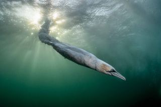 Photographer captures species capable of diving at up to 53mph &ndash; faster than Olympic divers! His image 'Sunball Rocket' just won the grand prize in the world's largest bird photography competition