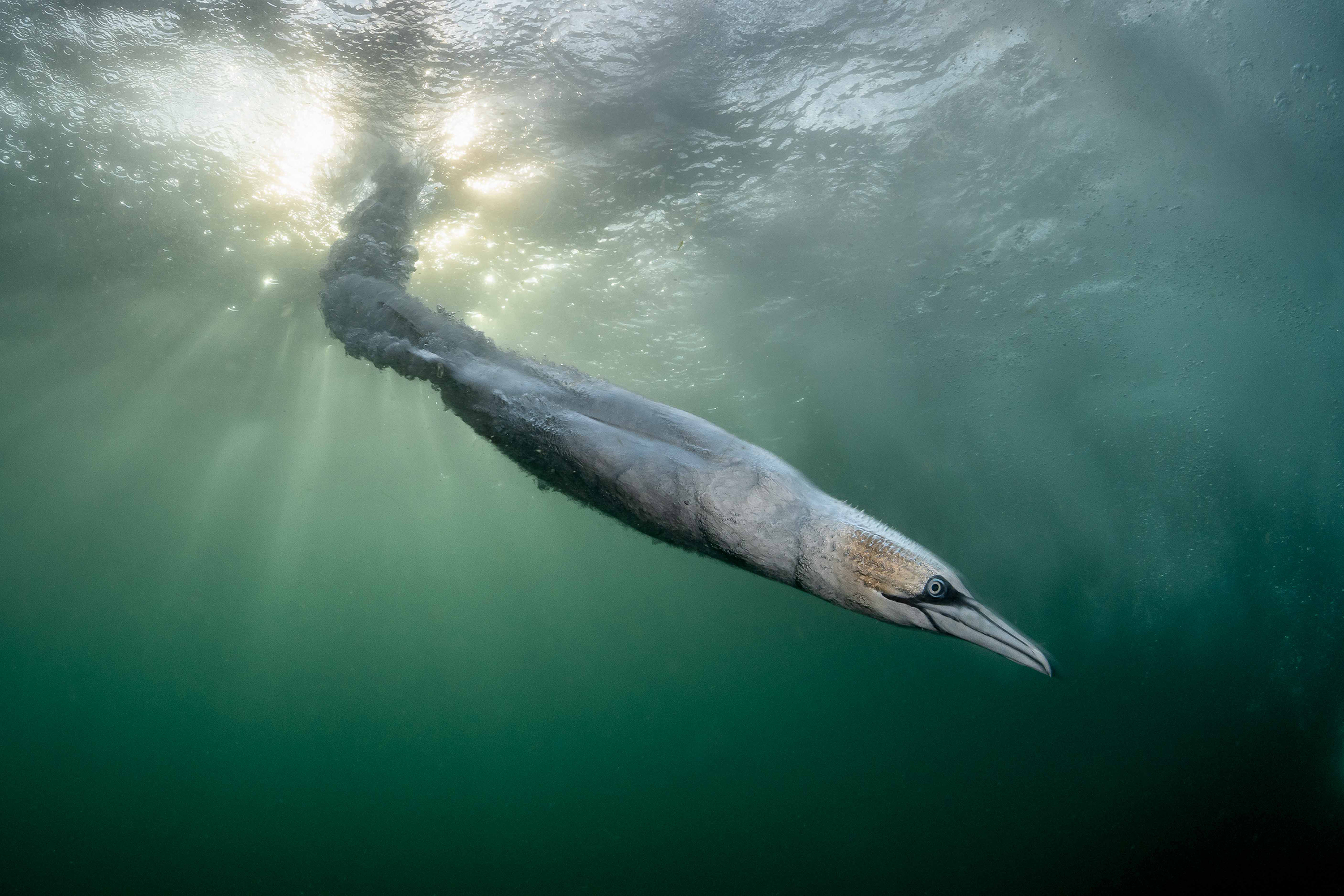 Underwater view of a Northern Gannet swimming through green water toward the camera, with sunlight filtering from the surface.
