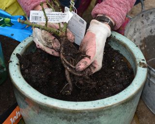 Teasing out the roots of a rose before planting in a pot