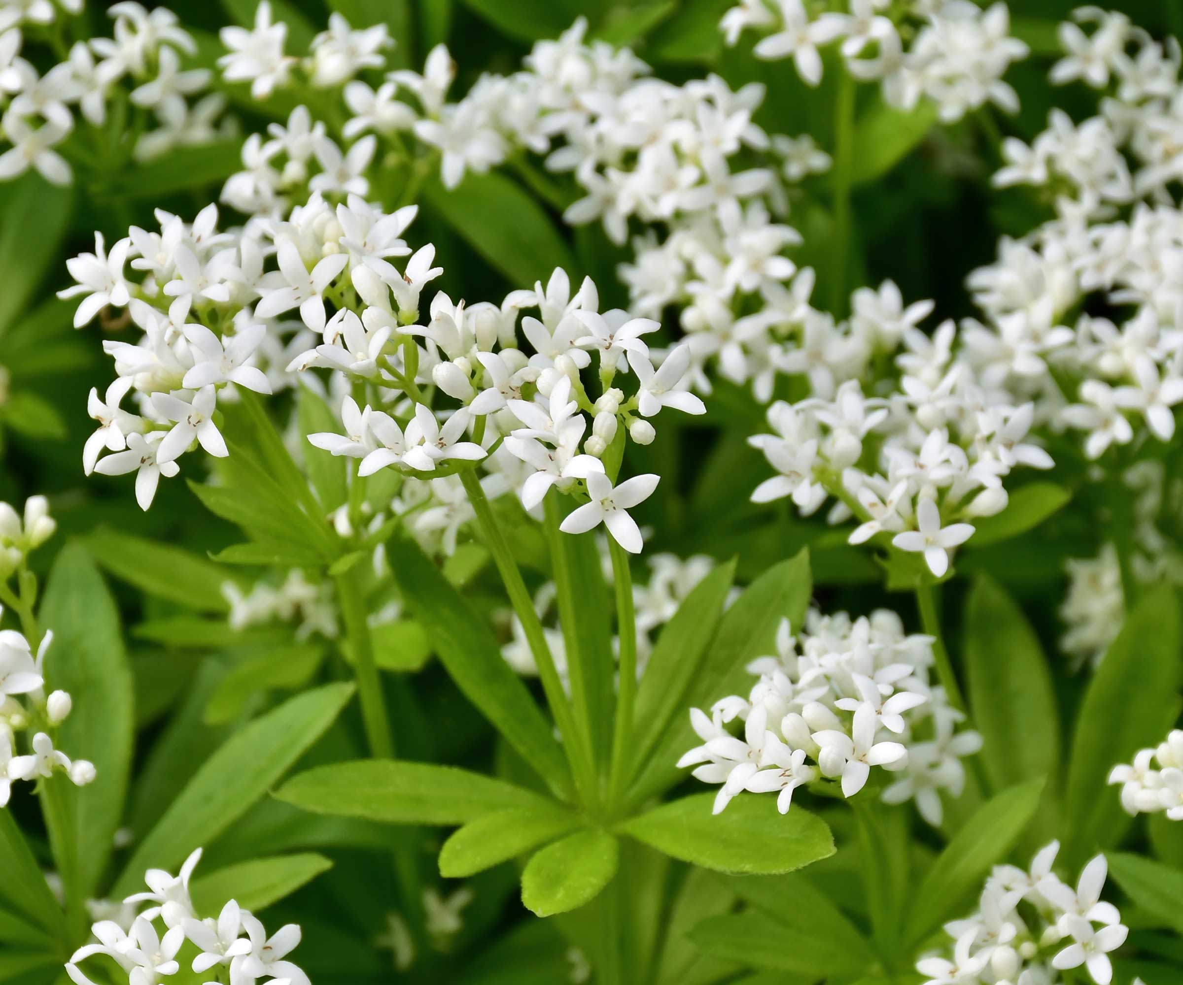 sweet woodruff in flower