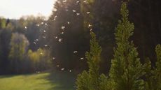 mosquito swarm in garden