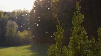 mosquito swarm in garden