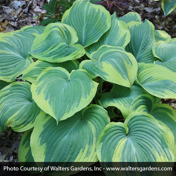 Earth Angel Hosta - #1 Container