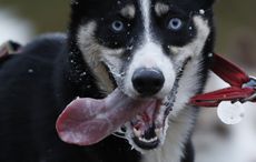 A sled dog competes.