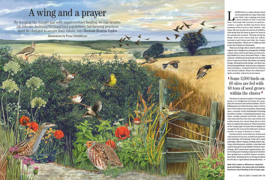 Spreads from Country Life 16 July 2025