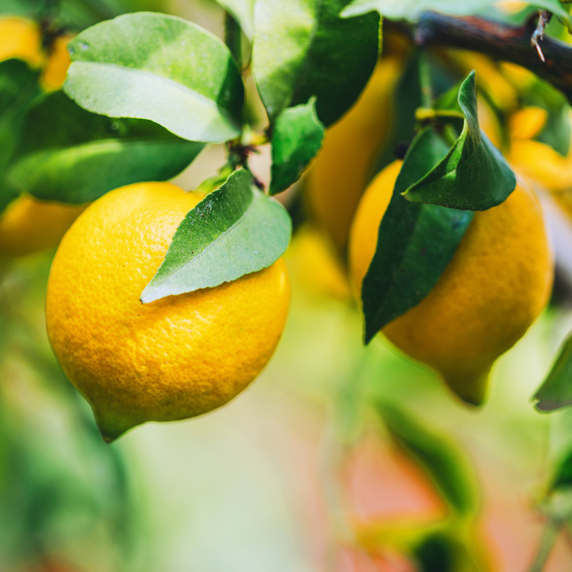 lemons on tree