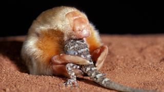 A northern marsupial mole eating a gecko.