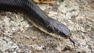 Black rat snakes are the largest species of rat snake.