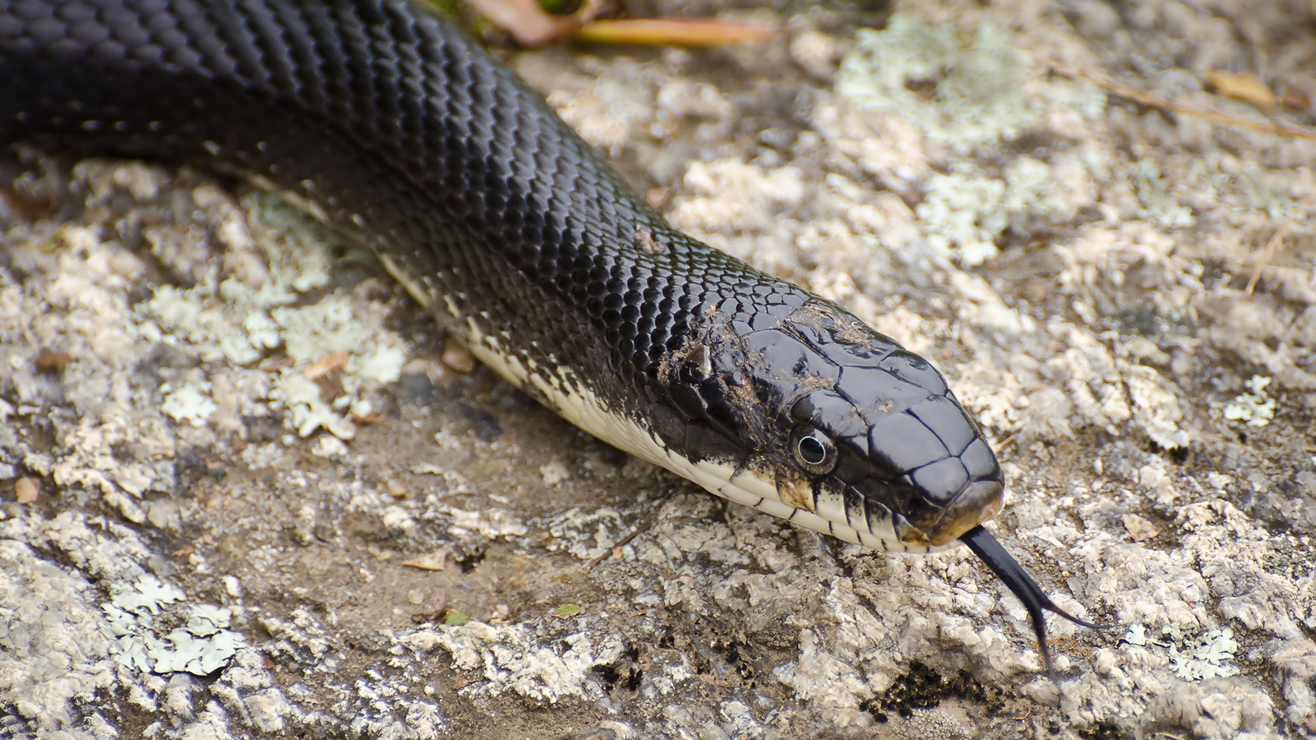 will a black snake bite a dog