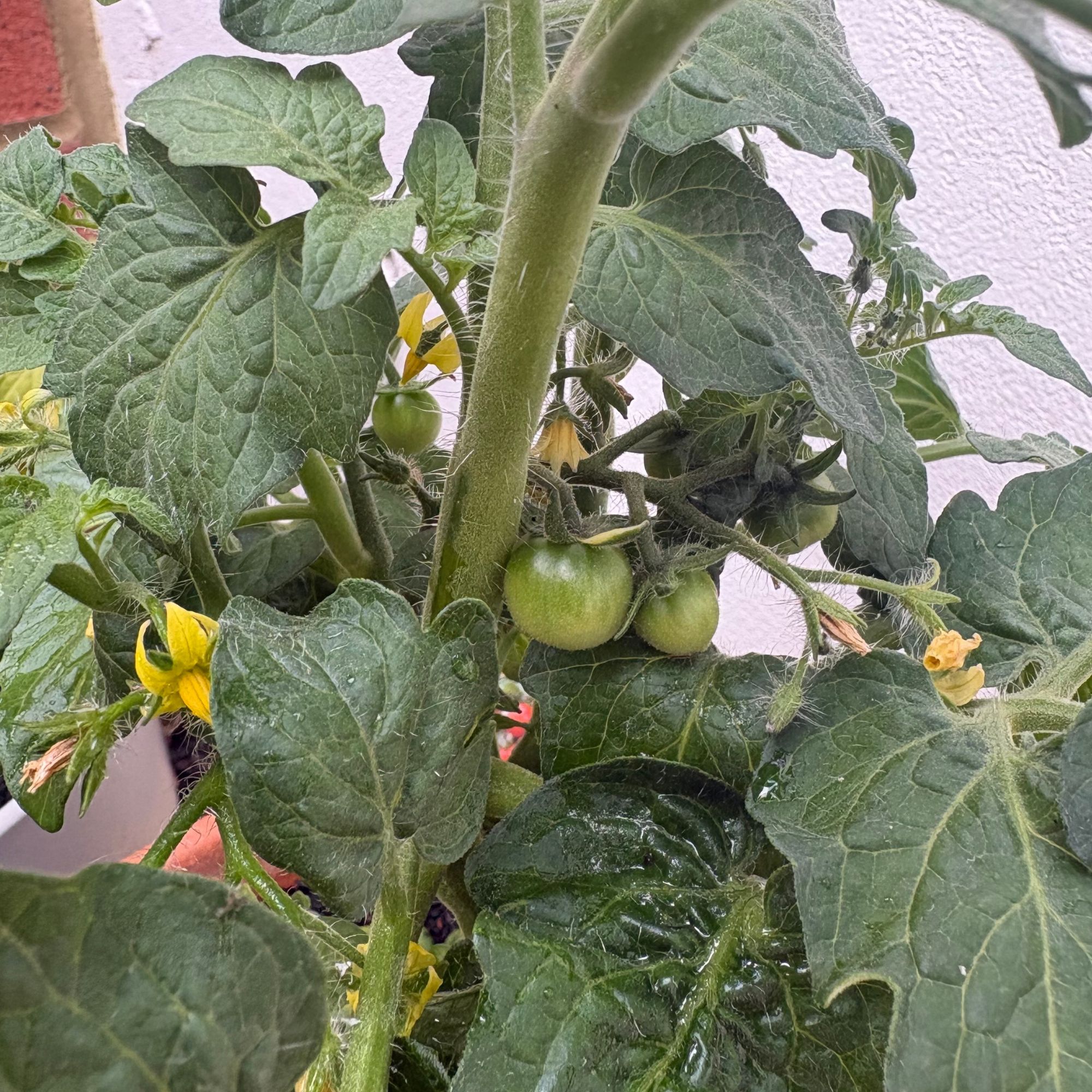 Green tomatoes growing on a tomato plant against a brick wall in the garden