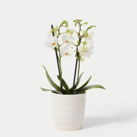 White Minature Phalaenopsis Orchid in Ceramic Pot: £20 at Marks and Spencer&nbsp;