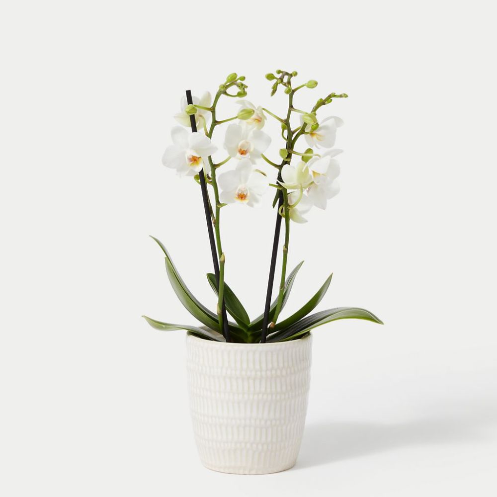 White miniature orchid in a white cermic pot