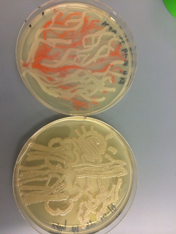 After a few days the bacteria grew and made the artwork visible.