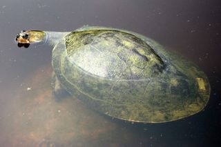 The giant South American river turtle, Podocnemis expansa, gets it name from the shell's expansive rear. Henry Walter Bates described this as one of the most abundant species in the Amazon in the 1860s.