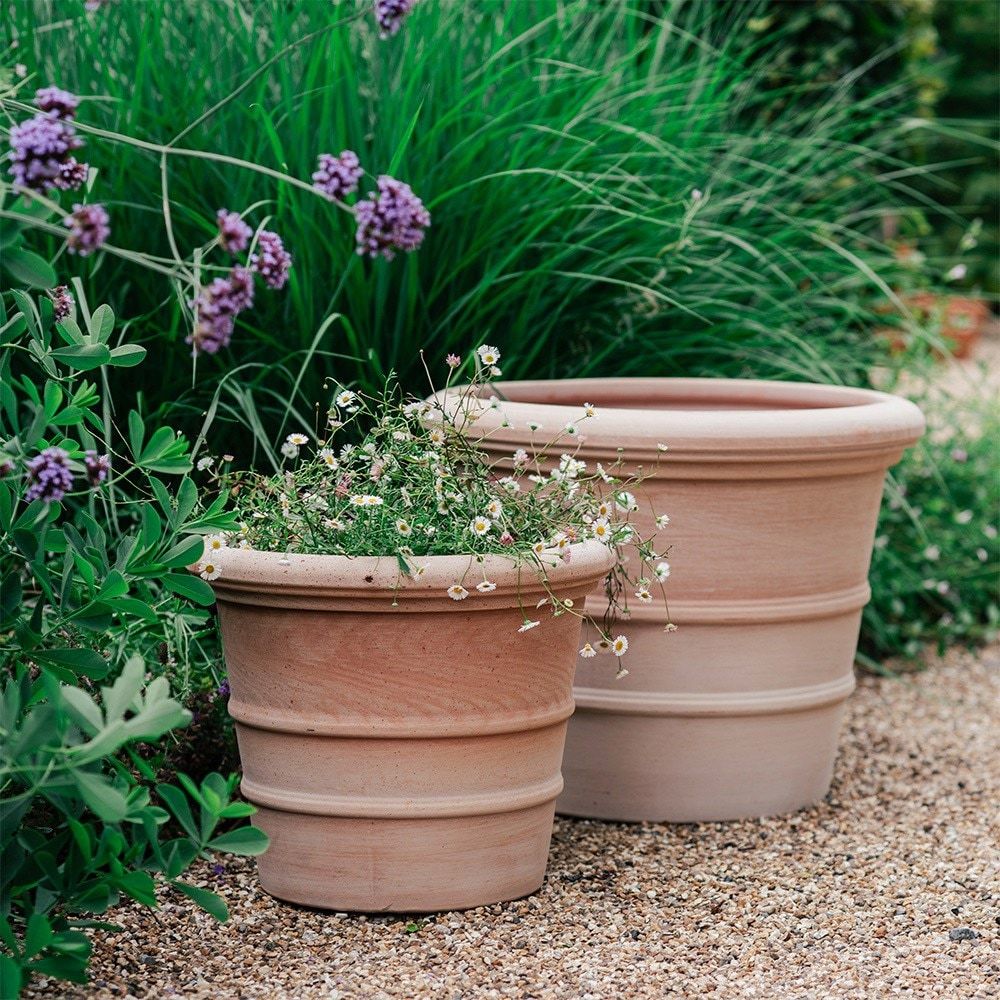 Best cottage garden plants for pots – 6 pretty varieties | Ideal Home