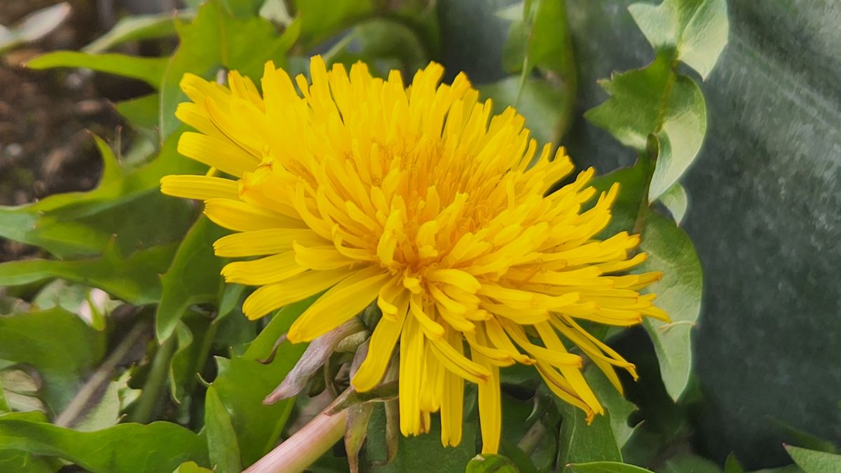 Samsung Galaxy S22 camera sample