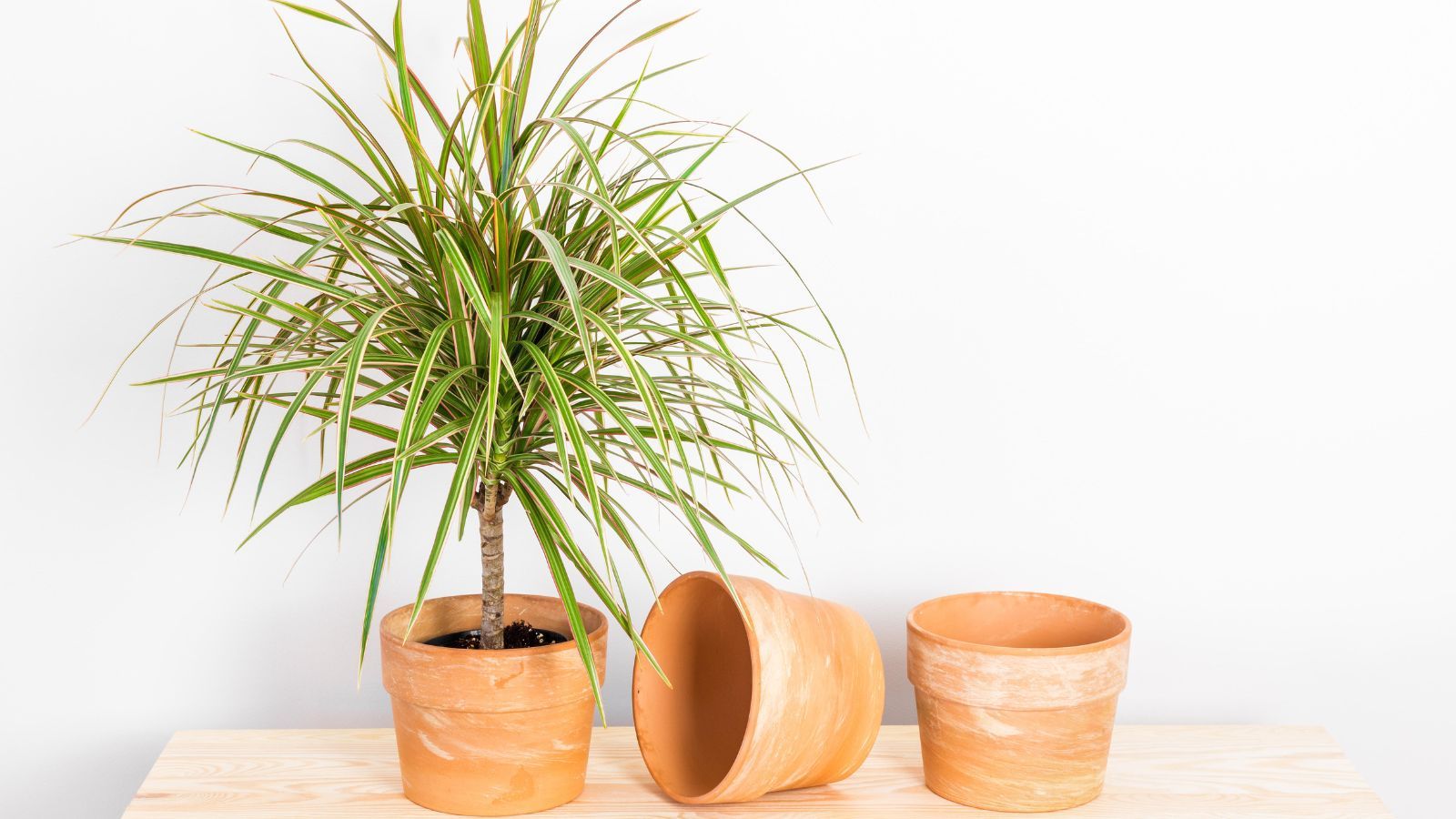 best pot for philodendron Philodendron Collection – 4 Exclusive Varieties in 2-Inch Pots | Easy-Care  Indoor Plants main image 1
