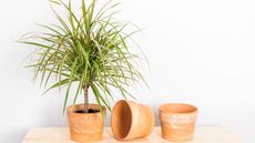 Dracaena marginata tricolor, or Madagascar dragon tree. Plant and clay pots on a wooden shelf. 