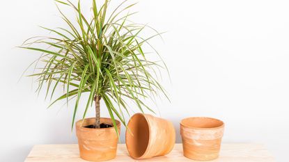 Dracaena marginata tricolor, or Madagascar dragon tree. Plant and clay pots on a wooden shelf. 