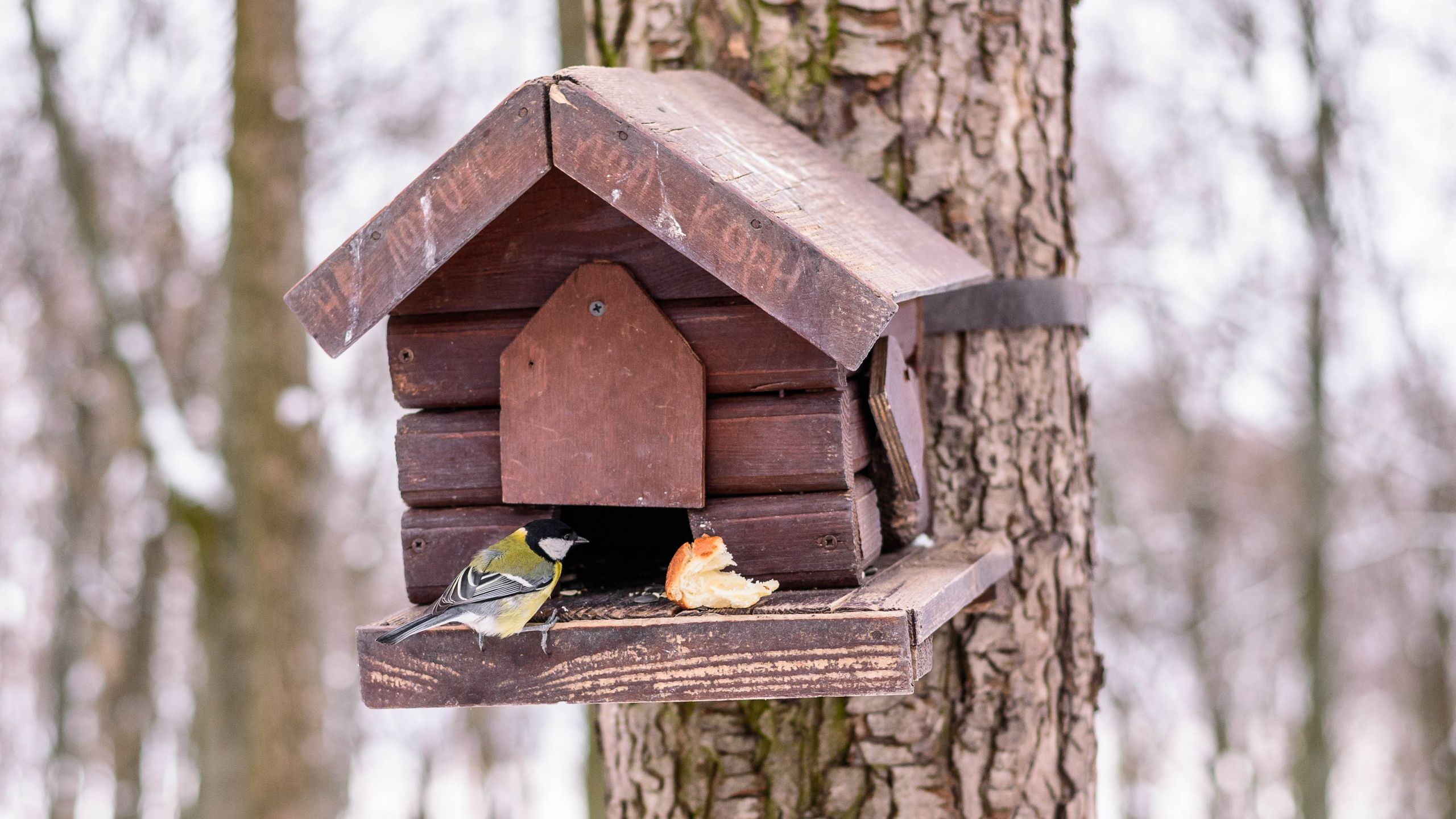 How to attract birds into your garden this winter | Tom's Guide
