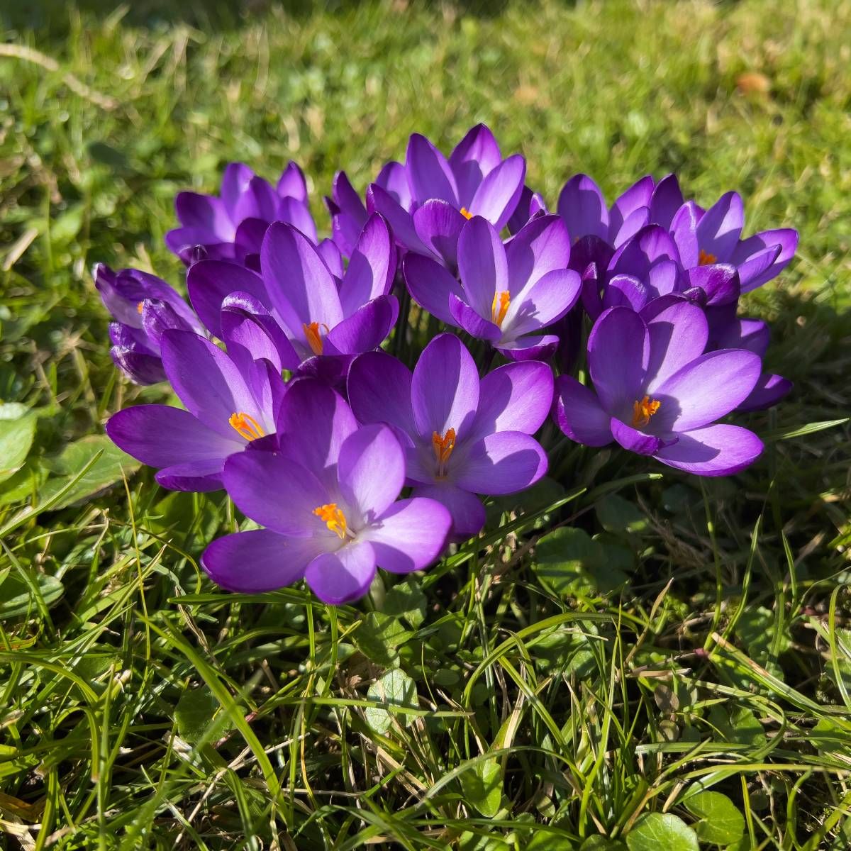 A clump of purple crocuses blooming in the grass