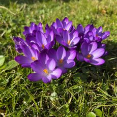 A clump of purple crocuses blooming in the grass