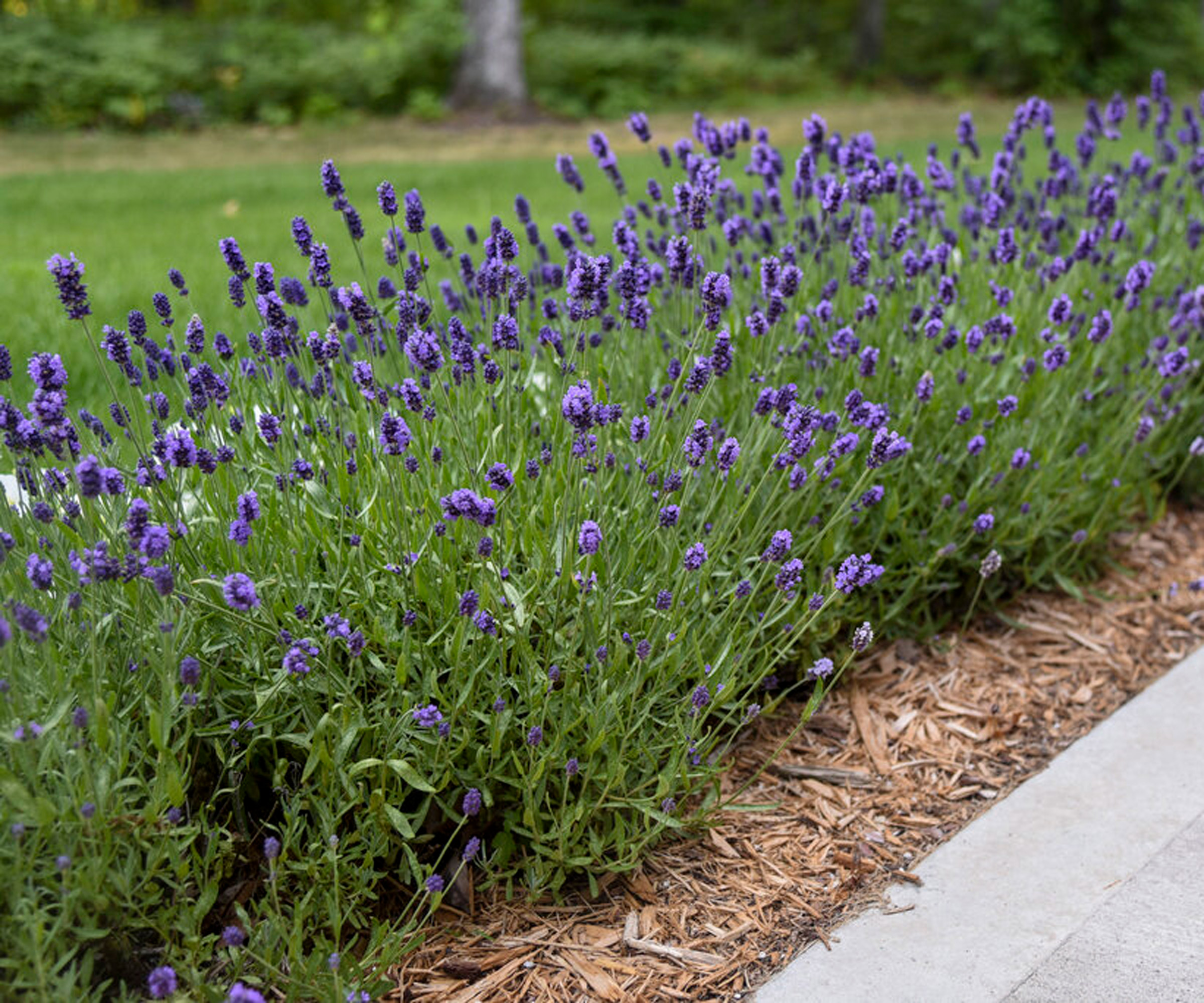 lavender Sweet Romance (‘Kerlavangem’) flowering in pathway edging