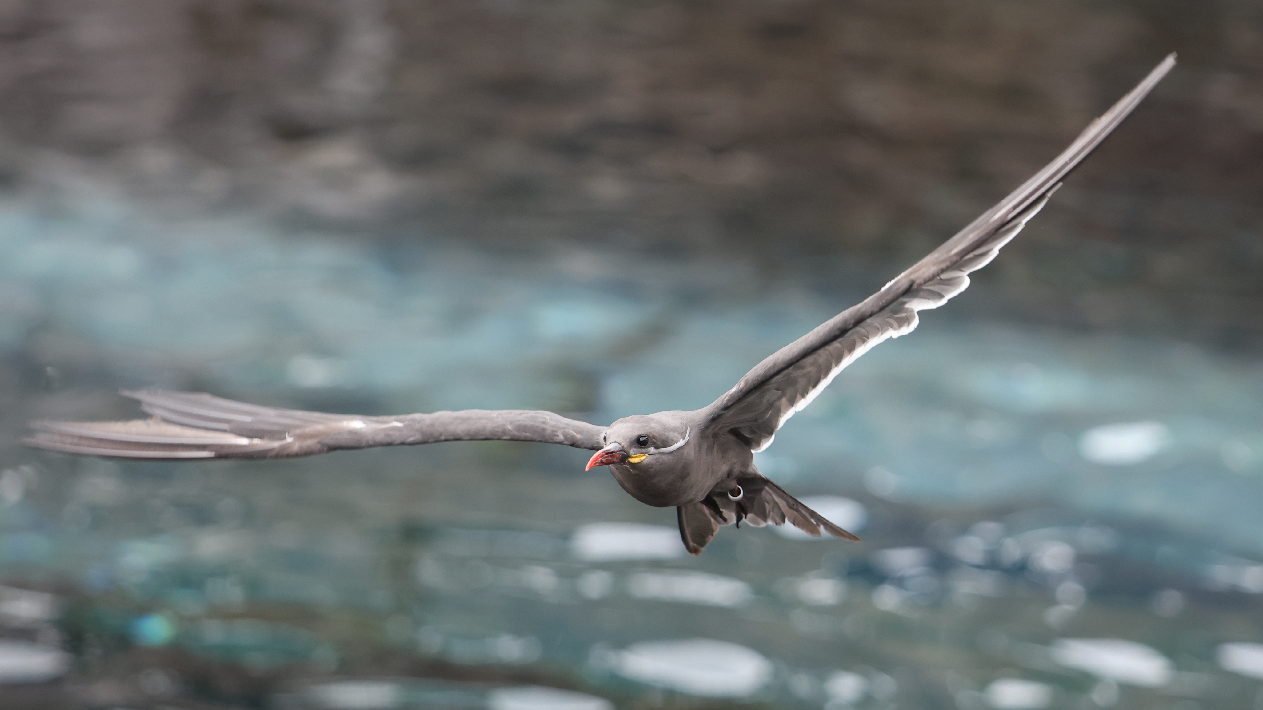 Immagine di un uccello scattata con Canon EOS R5