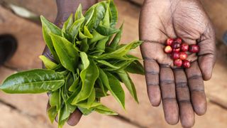 Person's hands holding coffee plant and coffee cherries