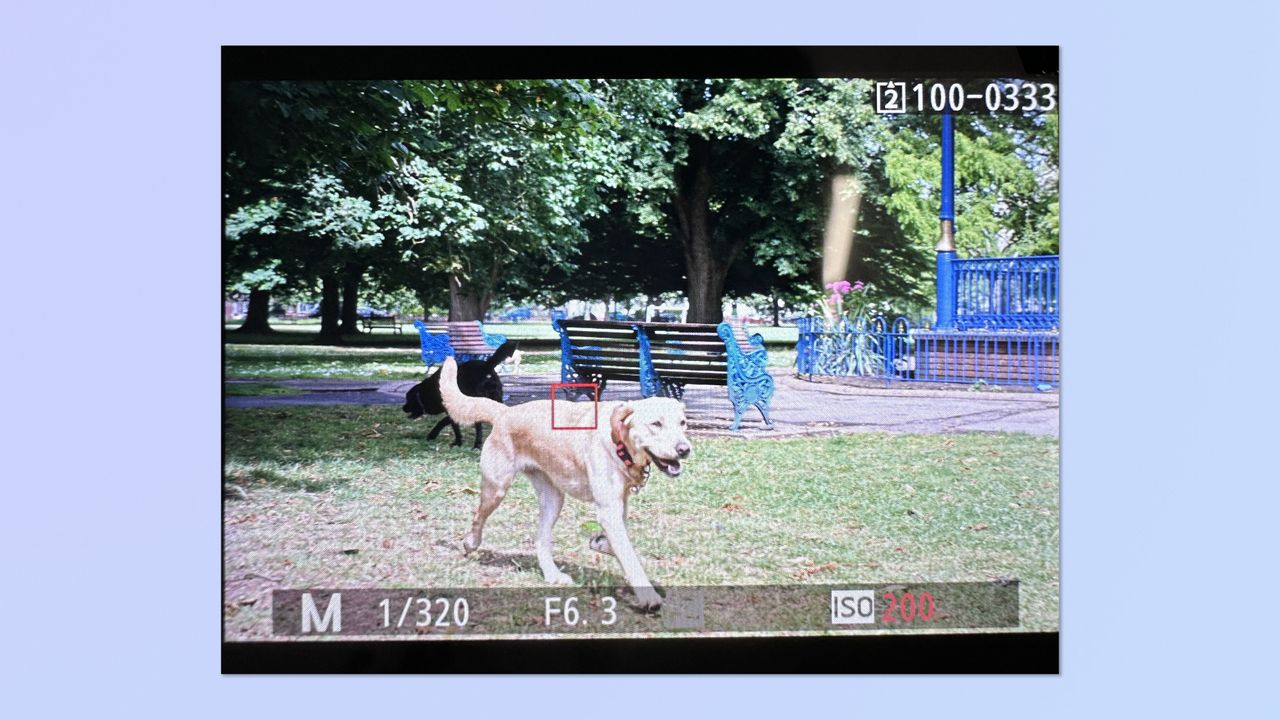 A screenshot of the Nikon Z5II monitor, showing a photo of a dog in image playback, with the focal point highlighted &mdash; the focal point is behind the dog's head.