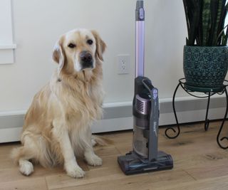 Camryn's Dog next to the assembled Shark Pet Cordless Stick Vacuum