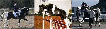Decostallion.jpg