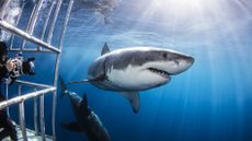 Diver photographing sharks from shark cage in blue ocean ahead of Shark Week 2026 