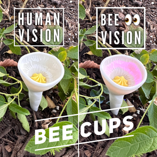 Two bee cups in the ground. The left is labeled 'human vision' and the right 'bee vision'