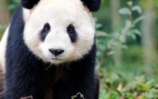 Curious giant panda stares at the camera.