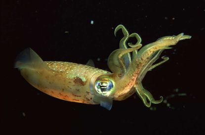 Invisibility From a Squid