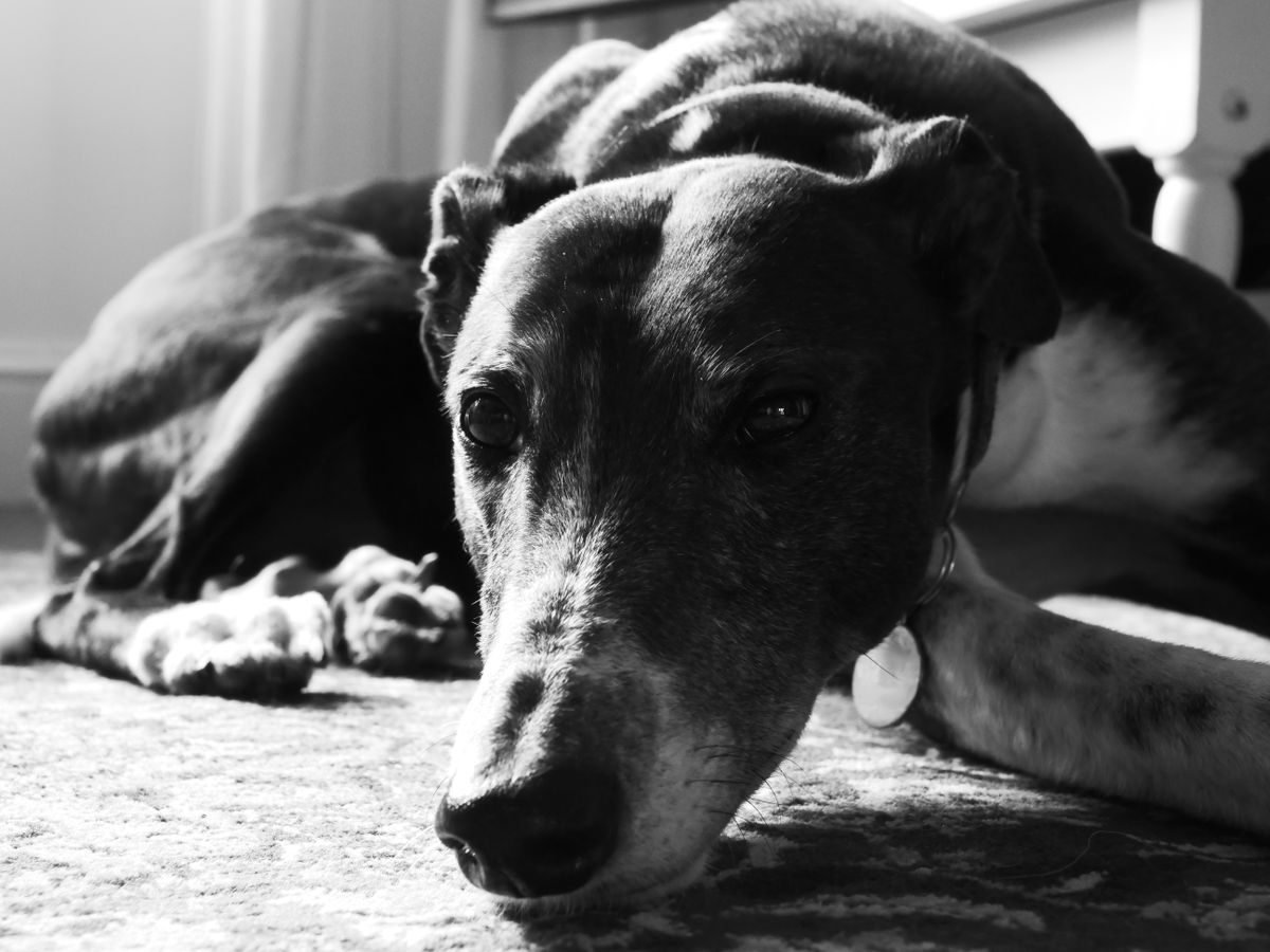 A black and white photo of a greyhound lying on the floor, looking at the camera, taken on the Lumix G97